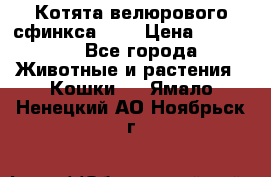Котята велюрового сфинкса. .. › Цена ­ 15 000 - Все города Животные и растения » Кошки   . Ямало-Ненецкий АО,Ноябрьск г.